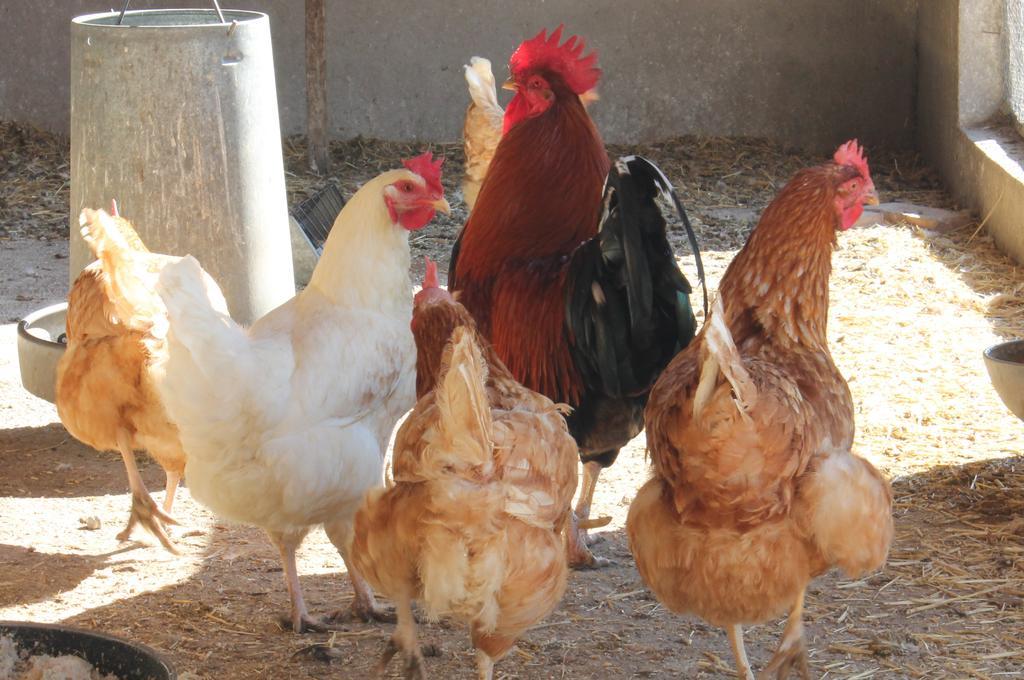 Urda Los Laureles Casa Rural المظهر الخارجي الصورة
